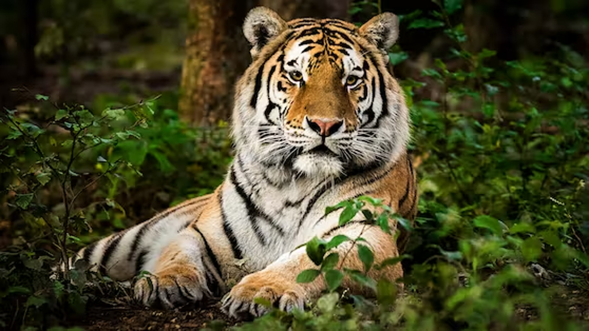 ABD'de iki kaplan, f�rt�nadan zarar g�ren safari park�ndan ka�t�