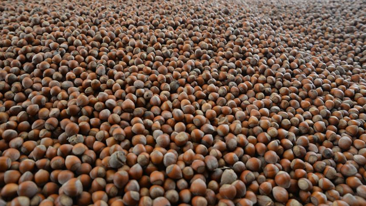 T�rkiye 7 ayda yakla��k 1,2 milyar dolarl�k f�nd�k ihra� etti