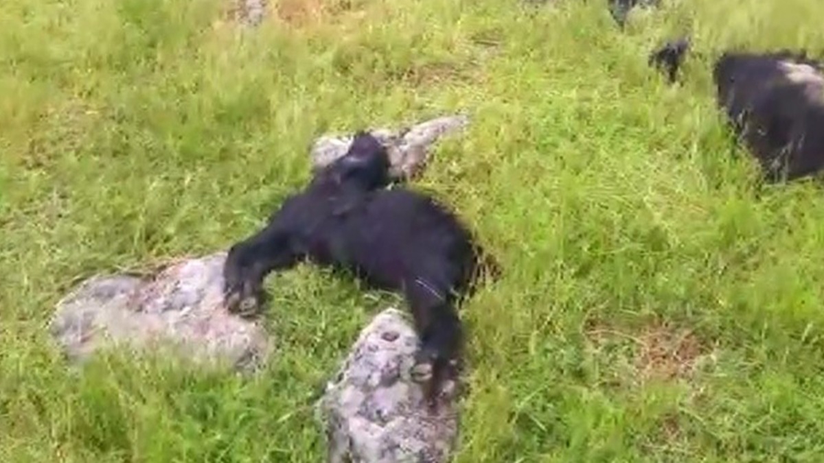 Bitlis'te srnn arasna yldrm dt 