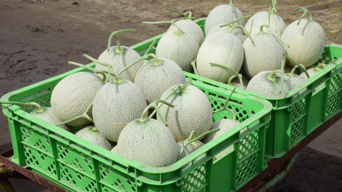 Japonya'da ilk hasat... Yubari kavunlar 25 bin dolardan alc buldu