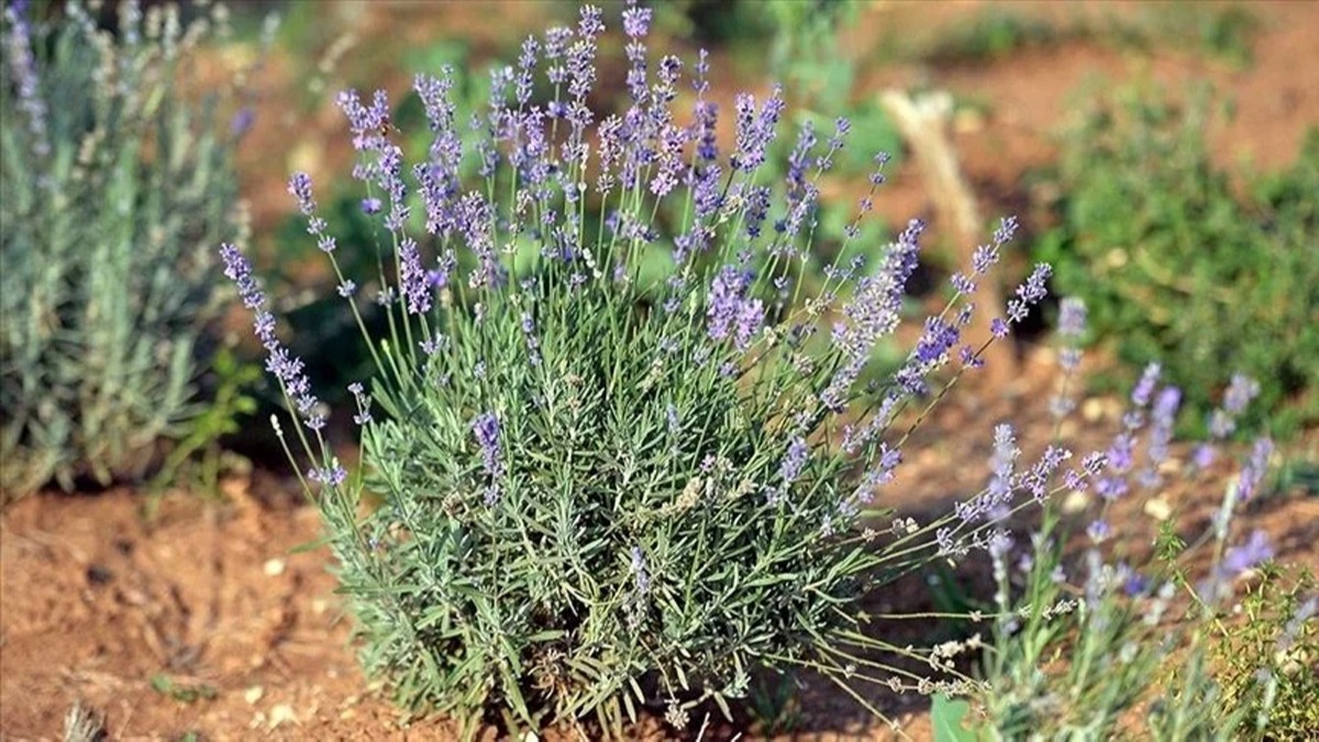 Samsun'da getiimiz sene 1265 ton tbbi aromatik bitki retimi gerekleti