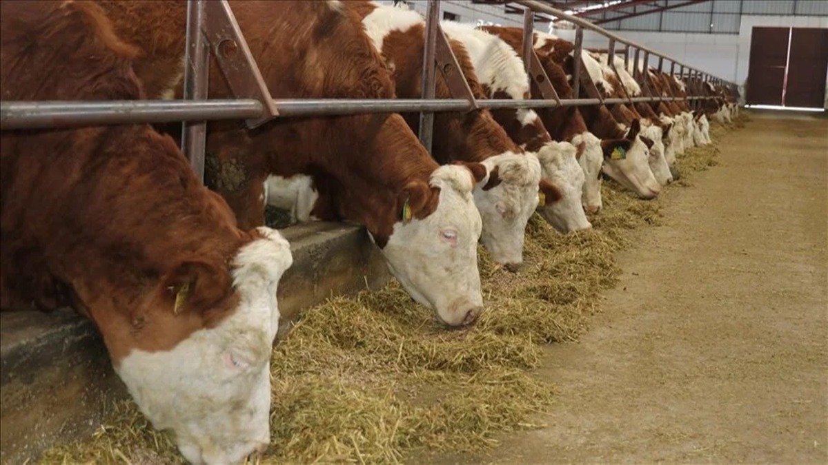ap hastal Yozgat'ta hayvan pazarlarn kapattrd