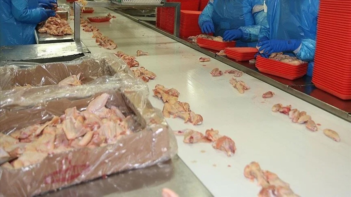 Yaplan denetimler sonucunda yaklak 500 kilogram bozuk tavuk eti ele geirildi