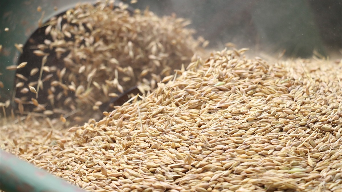 Yeni buday ve arpa eitleri gelitirildi