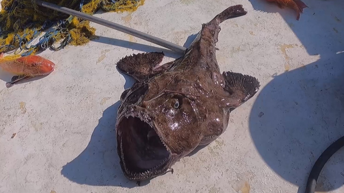 Gkeada'da yakaland! 1,5 metre boyunda
