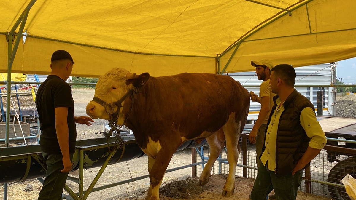 Tam 1 ton 75 kilogram arlnda: ''Kral''n fiyat dudak uuklatt