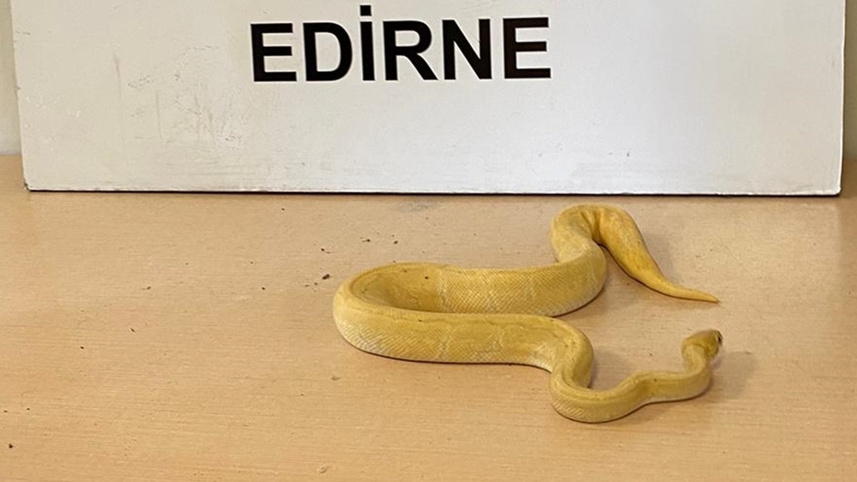 Kapkule'de 28 piton ylan ele geirildi