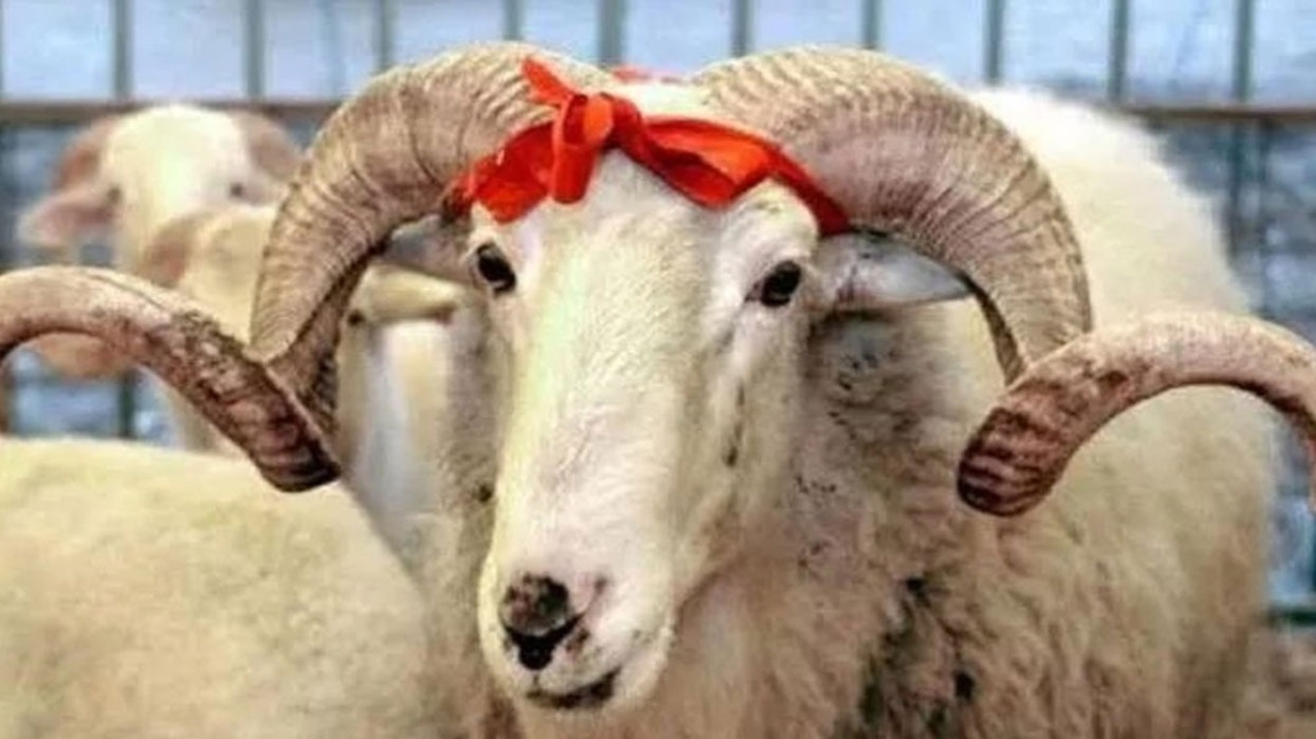 Bayramn 4. gn kurban kesilir mi? Kurban en son ne zaman kesilir?