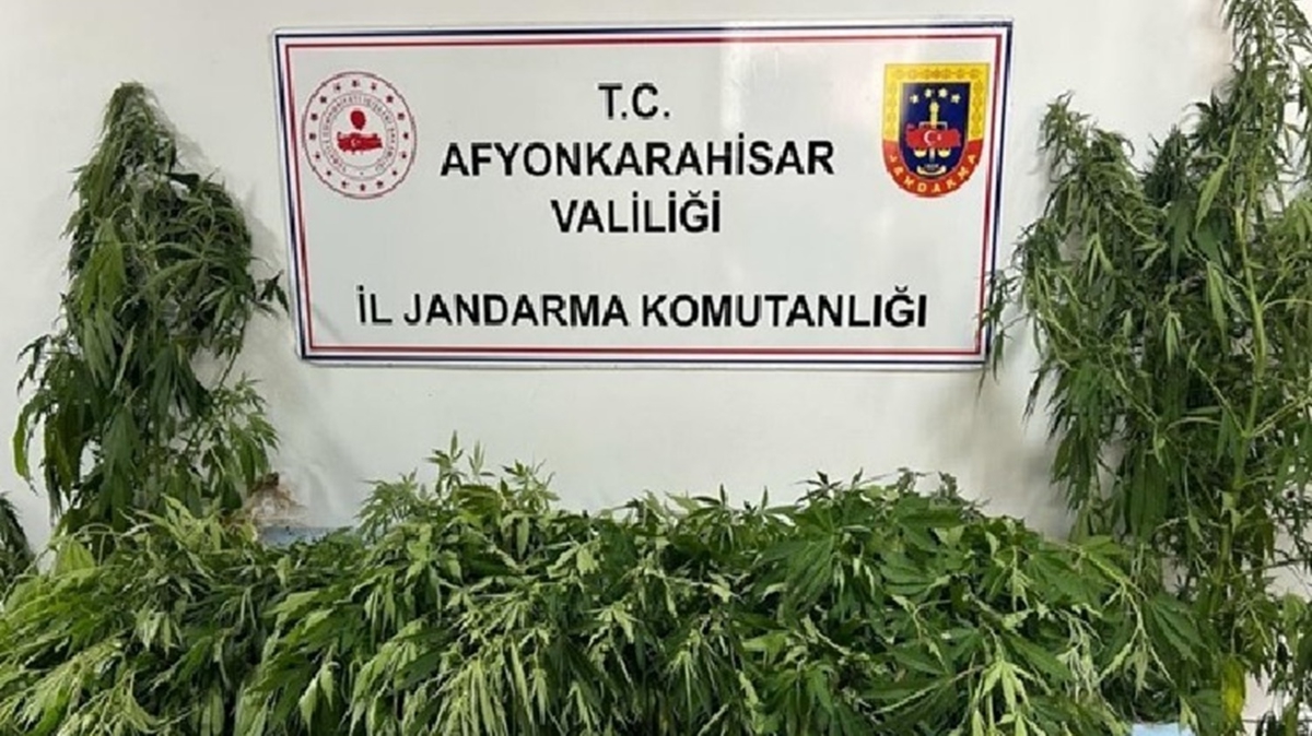 Afyonkarahisar'da kenevir operasyonu