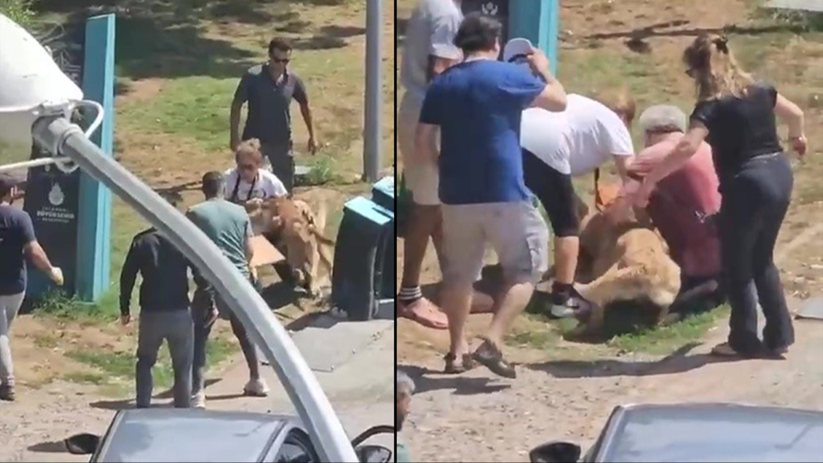 Kadıköy'de tasmasız köpek dehşeti! Saniye saniye görüntülendi