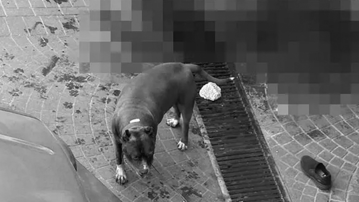 stanbul'da pitbull deheti: Kanlar iinde kald