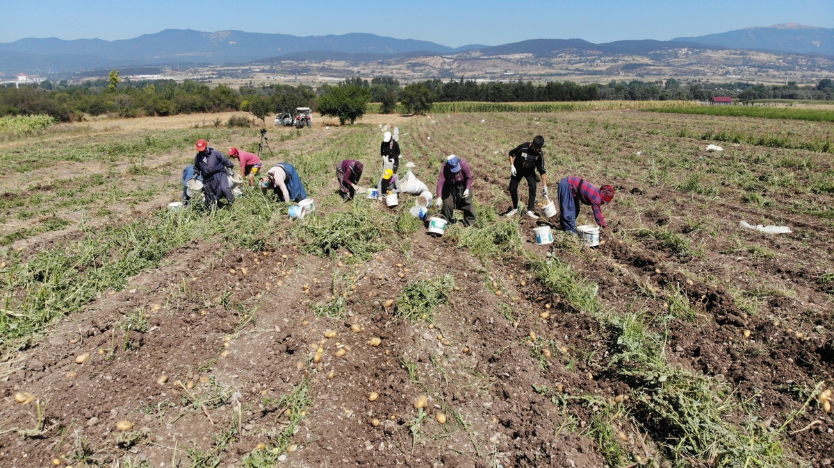 Bolu'da patates hasad balad, bu sene verim daha dk