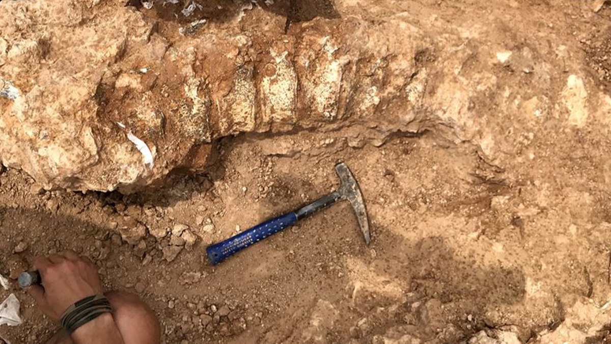 Yeni Zelanda'da 266 adet nadir hayvan fosili bulundu 