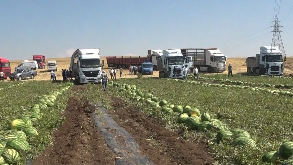 Karpuz hasadnda bu yl Mu'a 1 milyar 200 milyon lira gelir bekleniyor