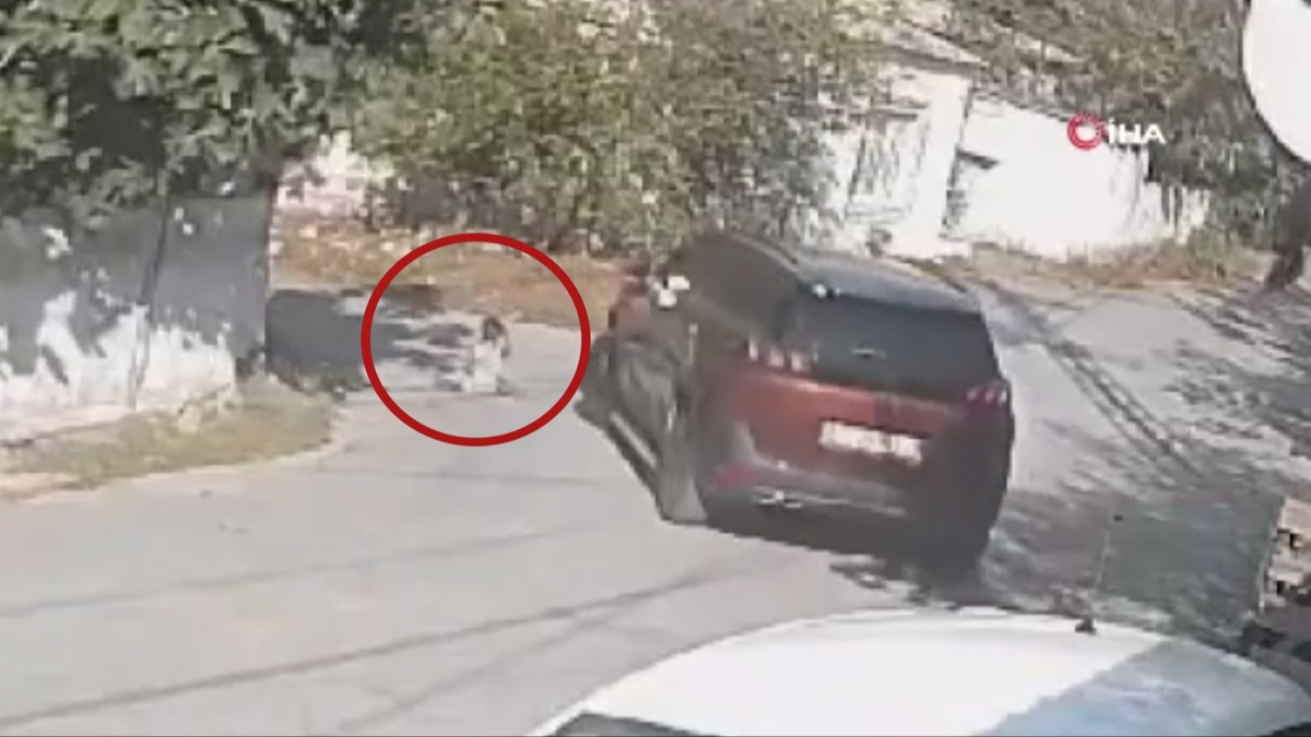 stanbul'da dehete dren kaza: Kediyi seven ocuu ezerek ldrd