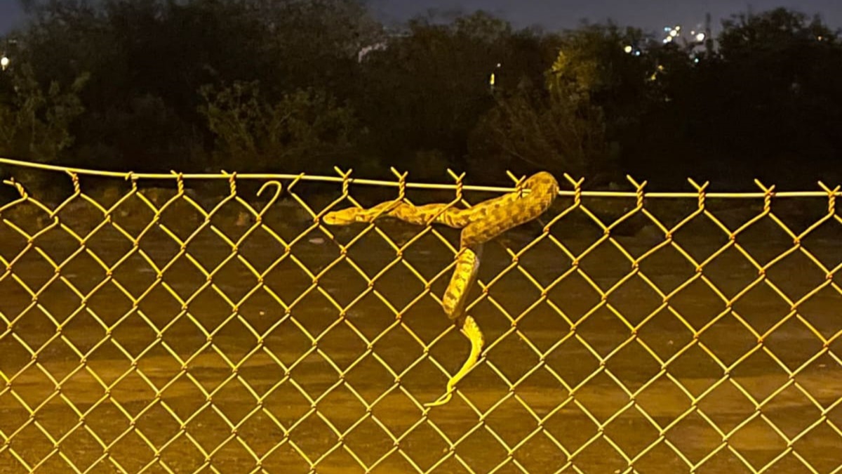 Nesli tehlike alt�nda: Hatay'da boynuzlu engerek y�lan� g�r�ld� 