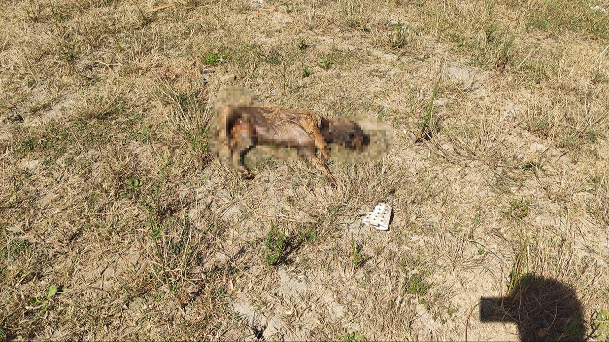 SK fotoraf ekti, Sultangazi Belediyesi temizledi