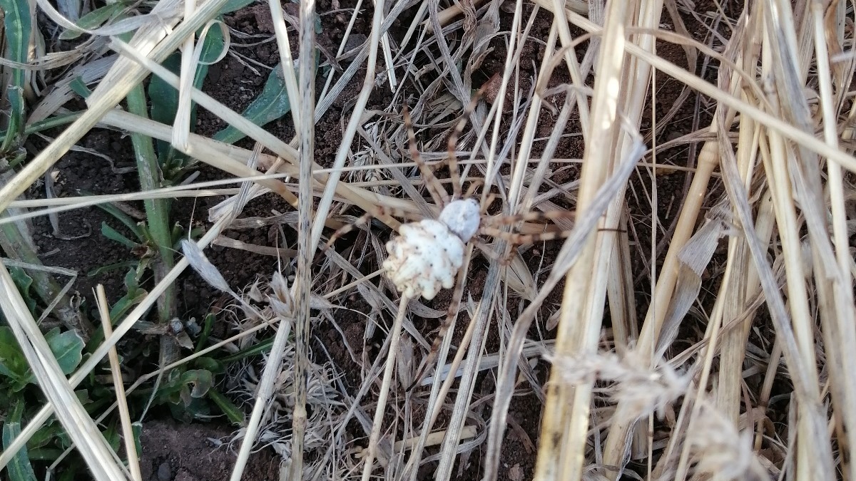 ''Argiope lobata'' bu kez Sivas'ta ortaya çıktı