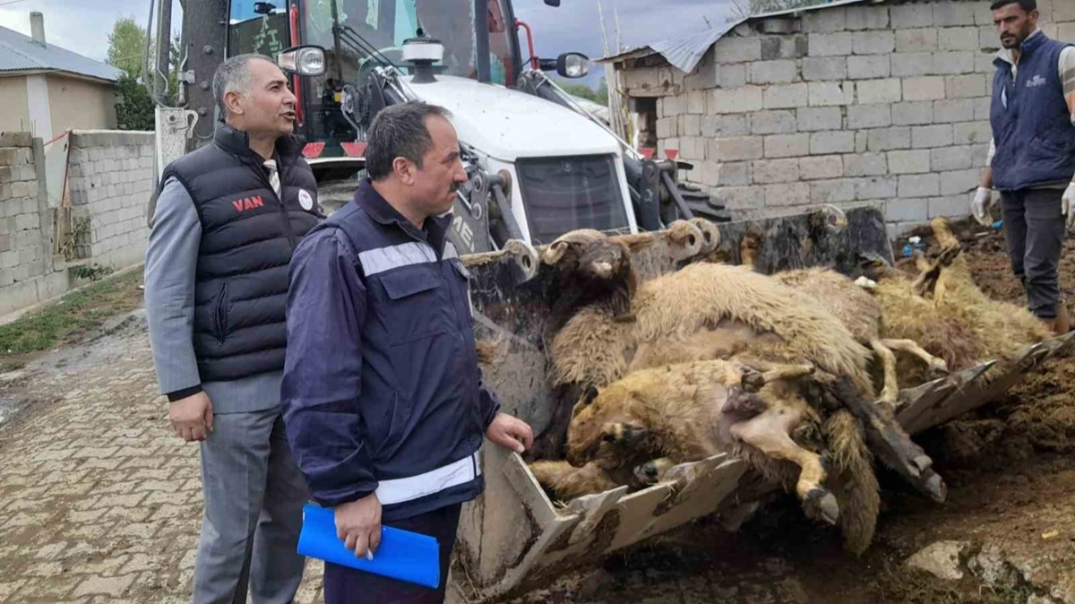 130 koyun telef oldu! Sebebi ise bilinmiyor