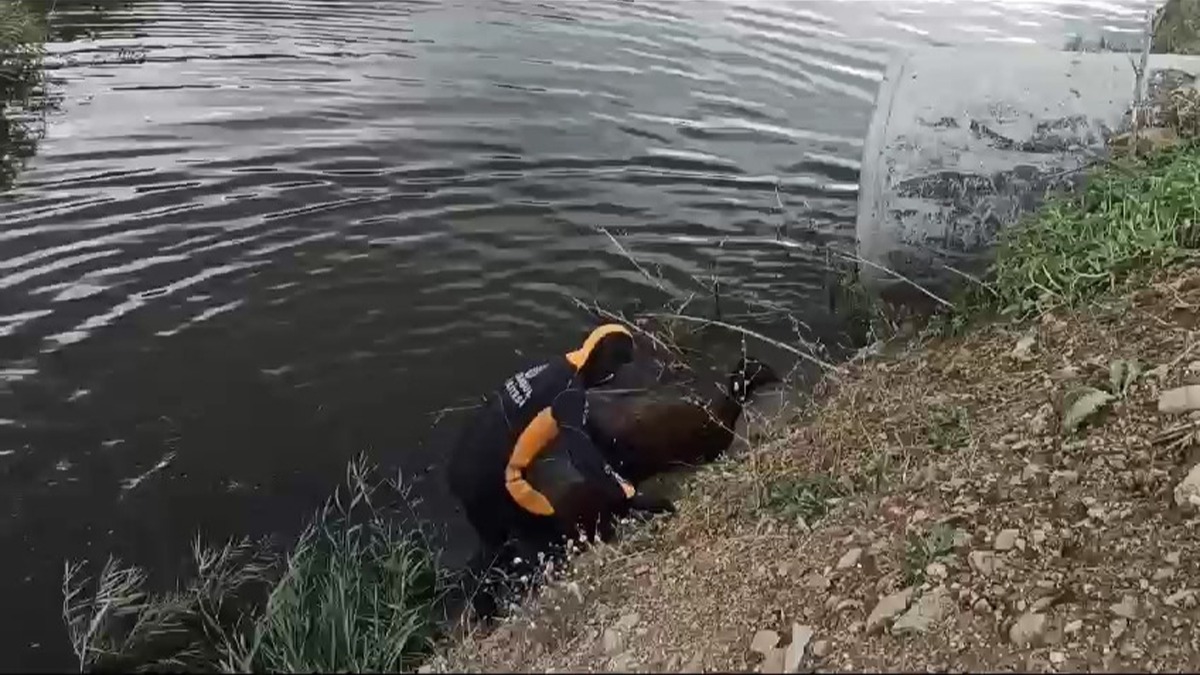 Sokak kpeklerinden kaan koyunlarn bir ksm telef oldu