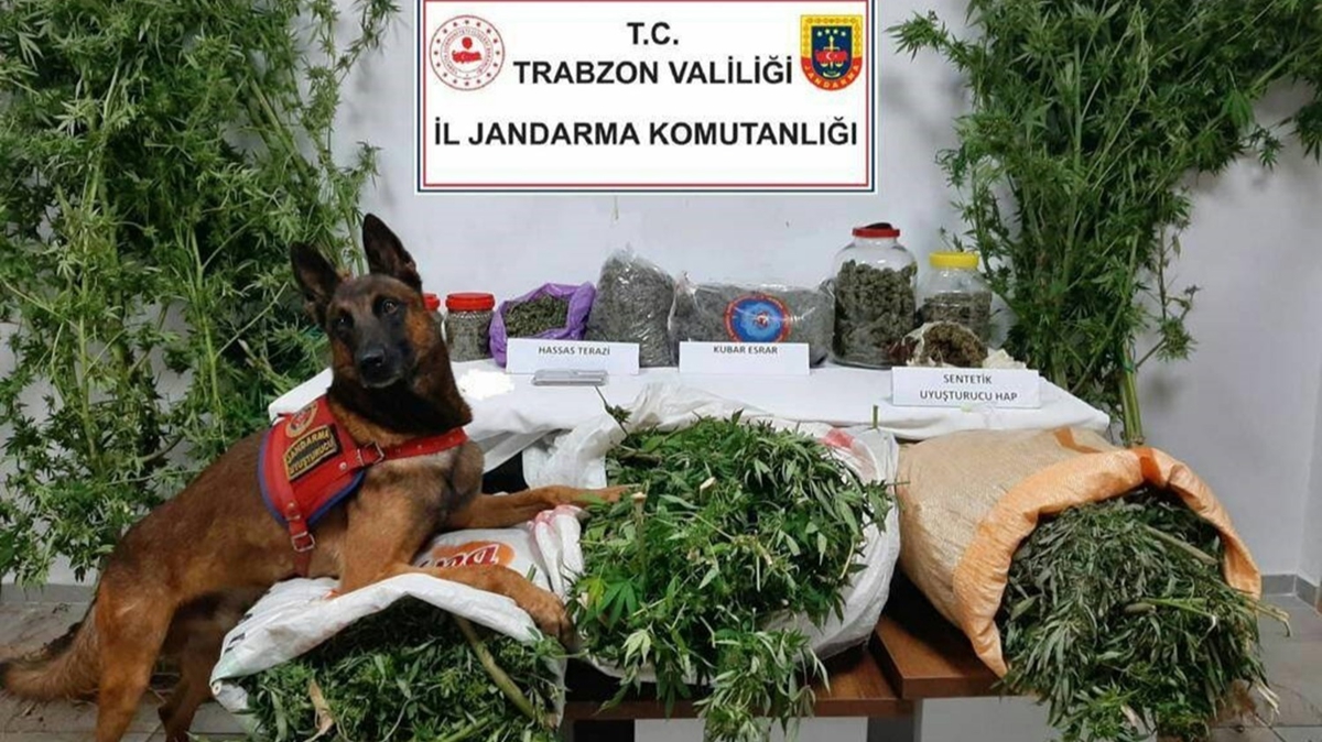 Trabzon'da uyuturucu operasyonu: 5 gzalt 