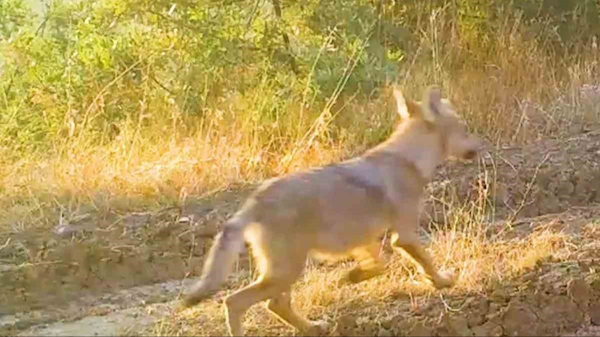 Fotokapanlar yaban hayatn grntledi 