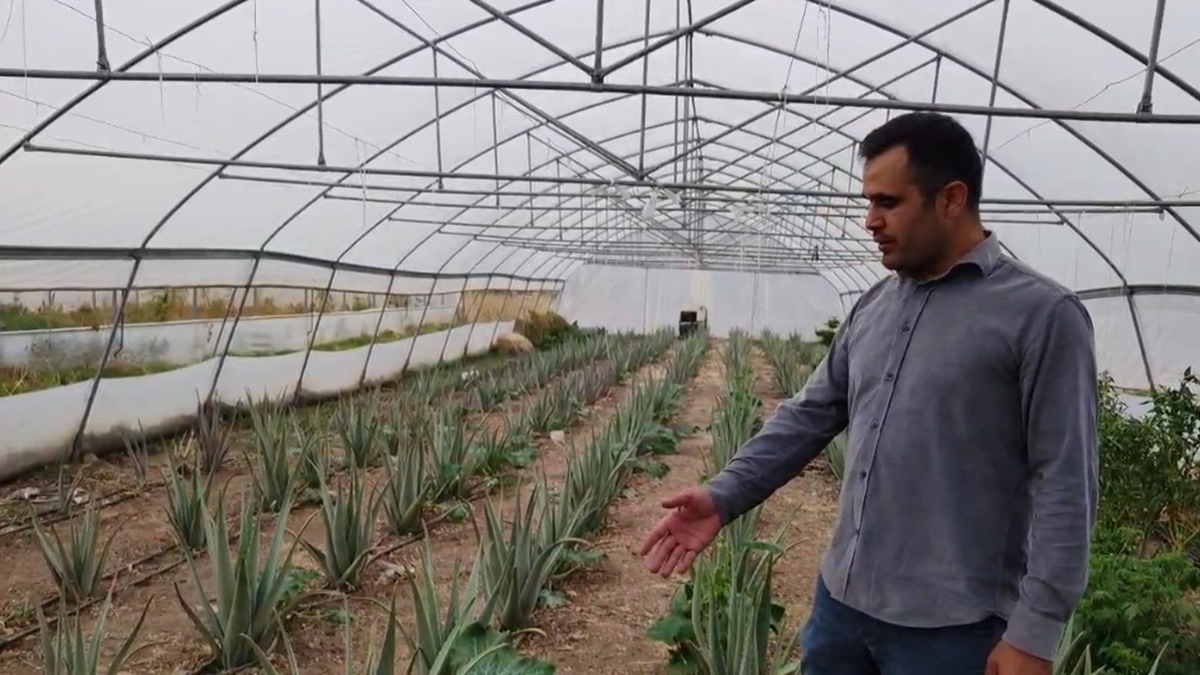 Hakkari'de ilk kez devlet destekli yetitirilen aloe vera reticiyi memnun etti