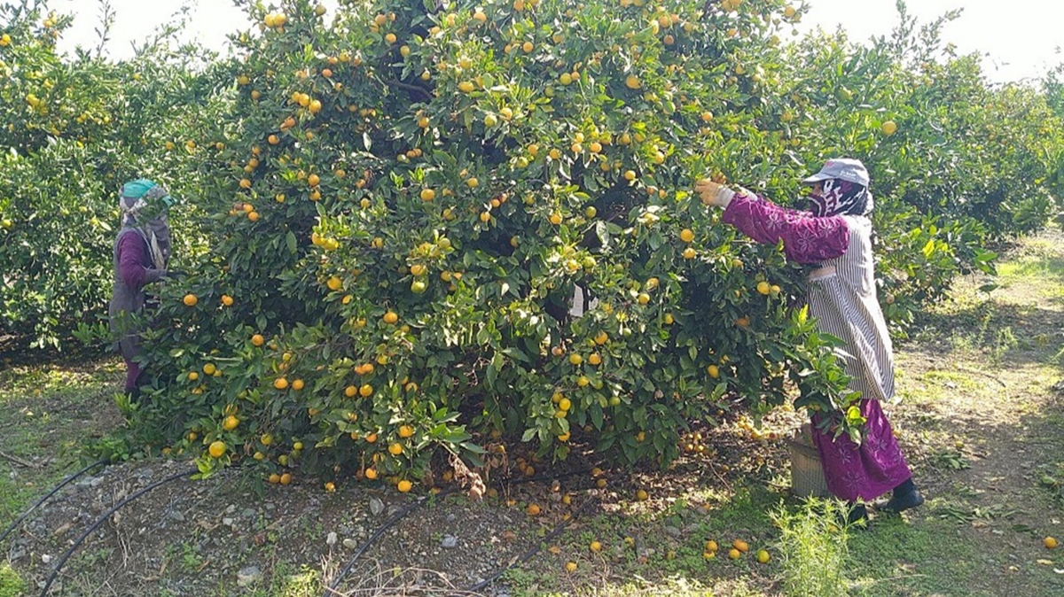 Hatay Erzin'de reticiler narenciye toplayacak ii bulamyor