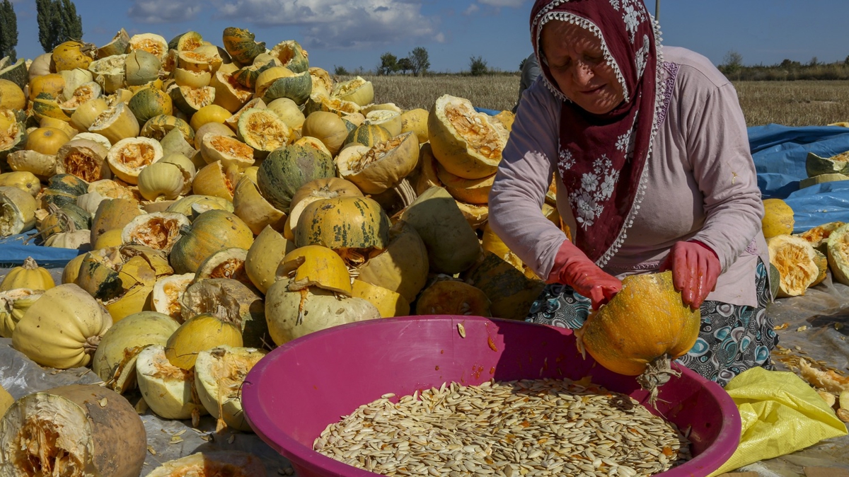 Tescilli kabak ekirdeinde hasat balad