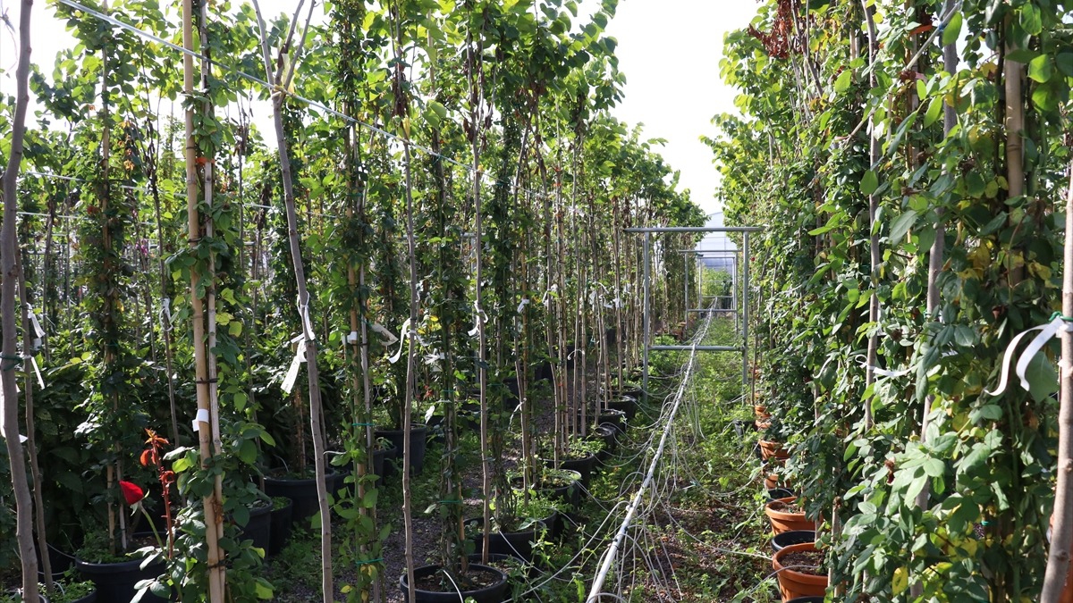 hracata katk salayacak! Yalova'da d mekan ss bitkilerine llebilir kalite standard getirecek proje gelitirildi