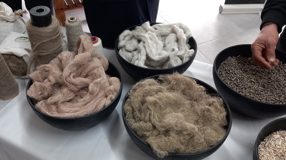 30 milyar dolara mal olacak! Samsun'da kenevir ileyecek fabrika tantld