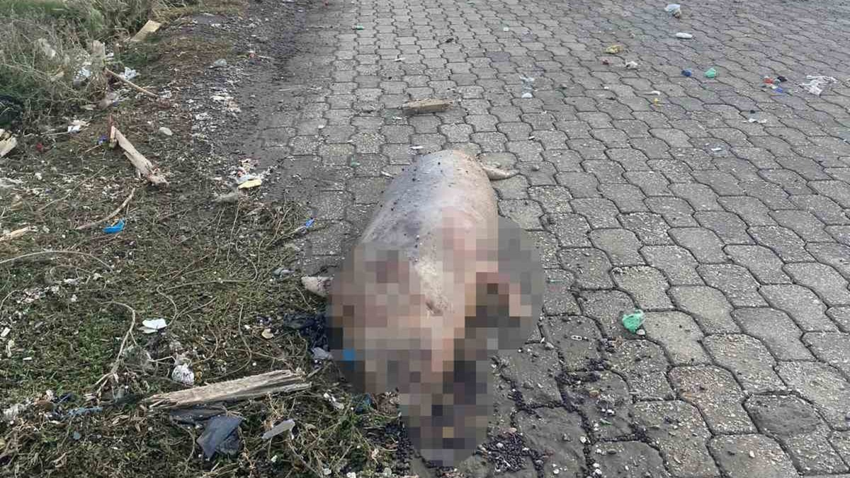 Hatay'da telef olmu fok kyya vurdu 