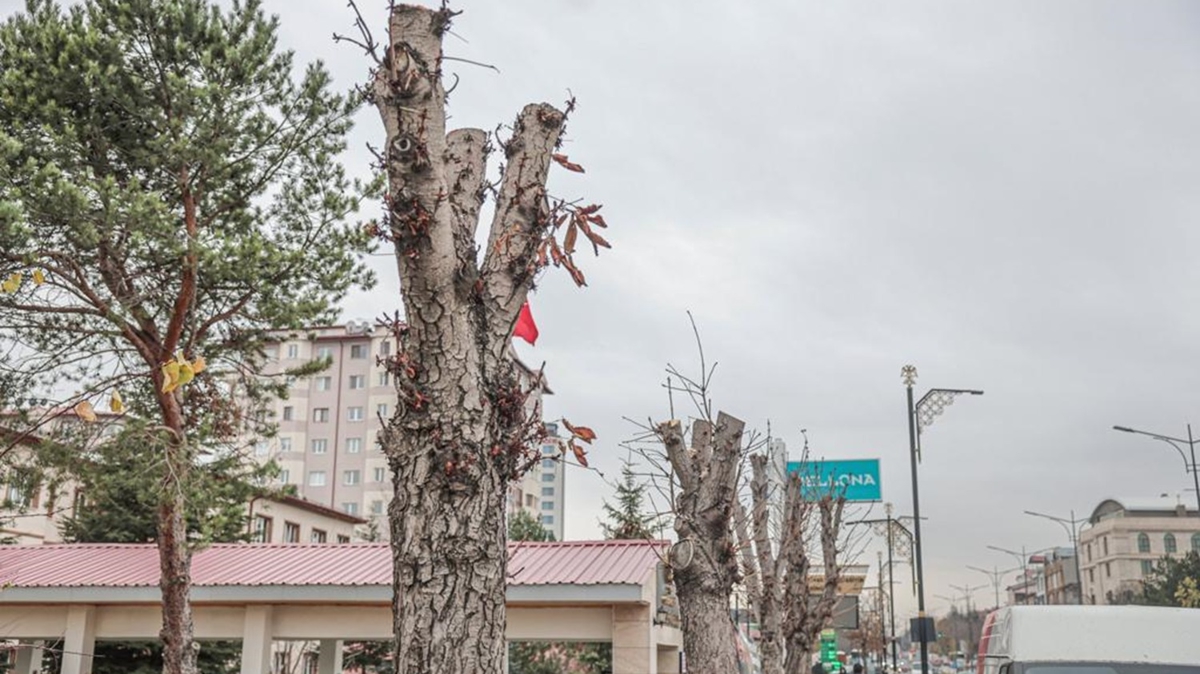 ''Budama'' ad altnda aalara zarar verdiler! Sivas Belediyesi su duyurusunda bulundu