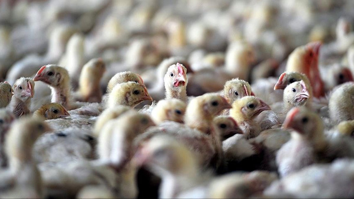 Fransa'da kuş gribi alarmı: 3 kademe uyarı sistemi en üst seviyeye yükseltildi