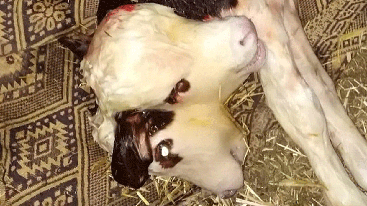 Yeni doan ift bal buzann grntleri grenleri hayrete drd