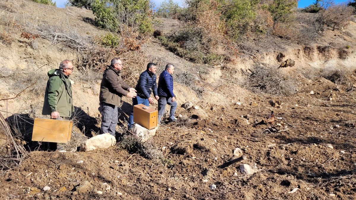 Amasya'da evinde 9 yaban hayvan� bulundu�u tespit edilen �ahsa para cezas� verildi