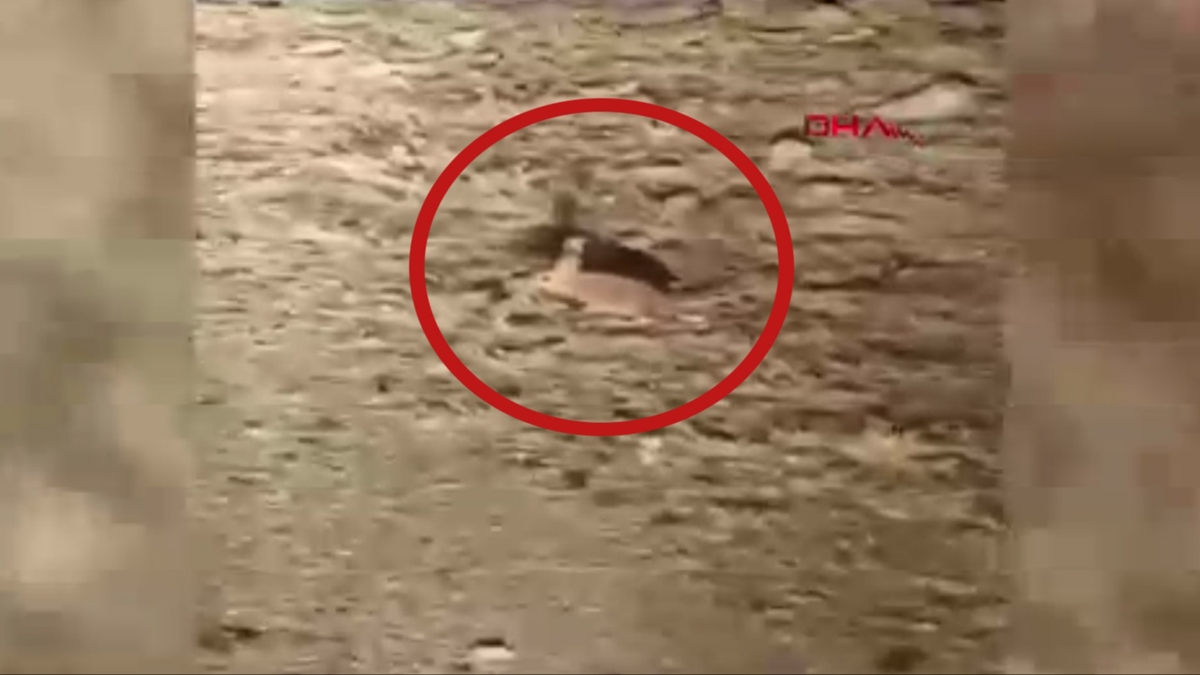 'K�rm�z�' listede bulunuyor: Antalya'da g�r�nt�lendi