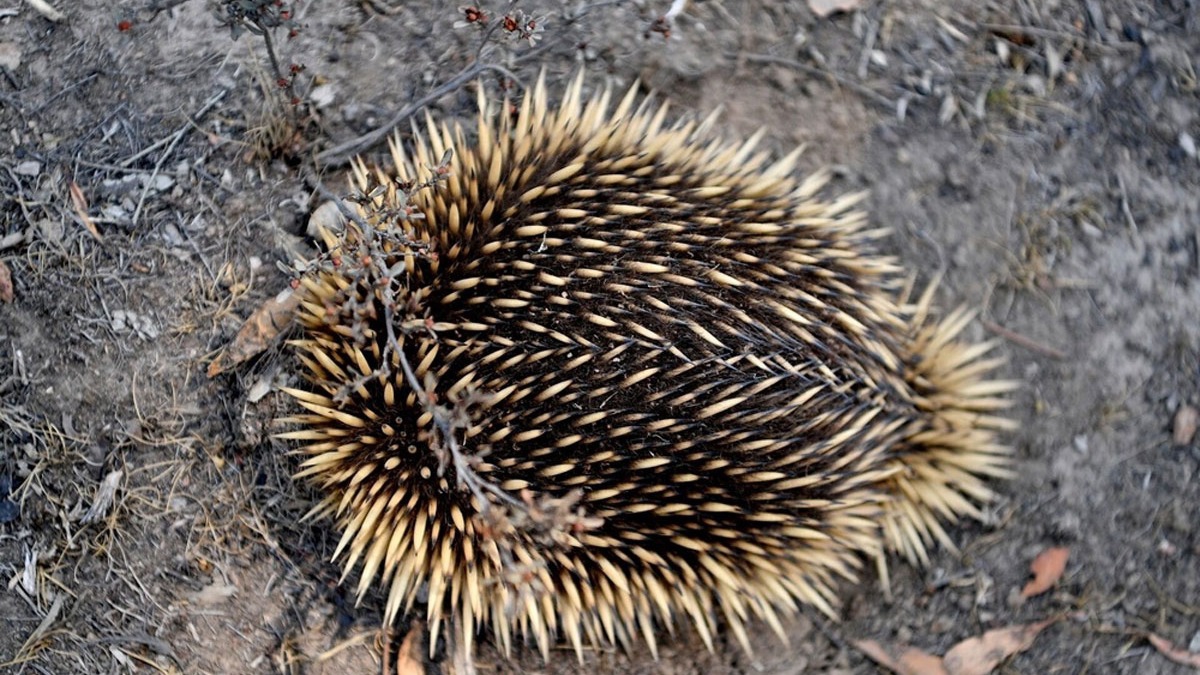 Avustralya'da kaplan k�pek bal���n�n dikenli kar�ncayiyeni kusmas� bilim insanlar�n� �a��rtt�