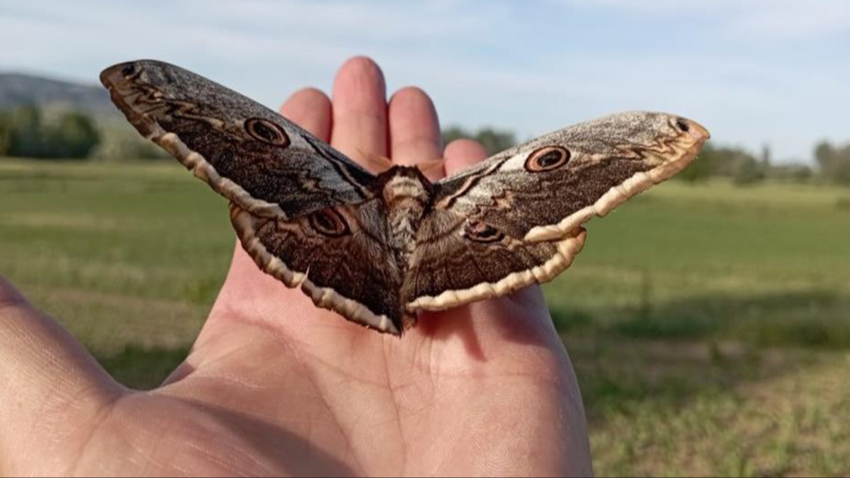 Boyu 17 santimetreyi buluyor! Tarlada bulundu