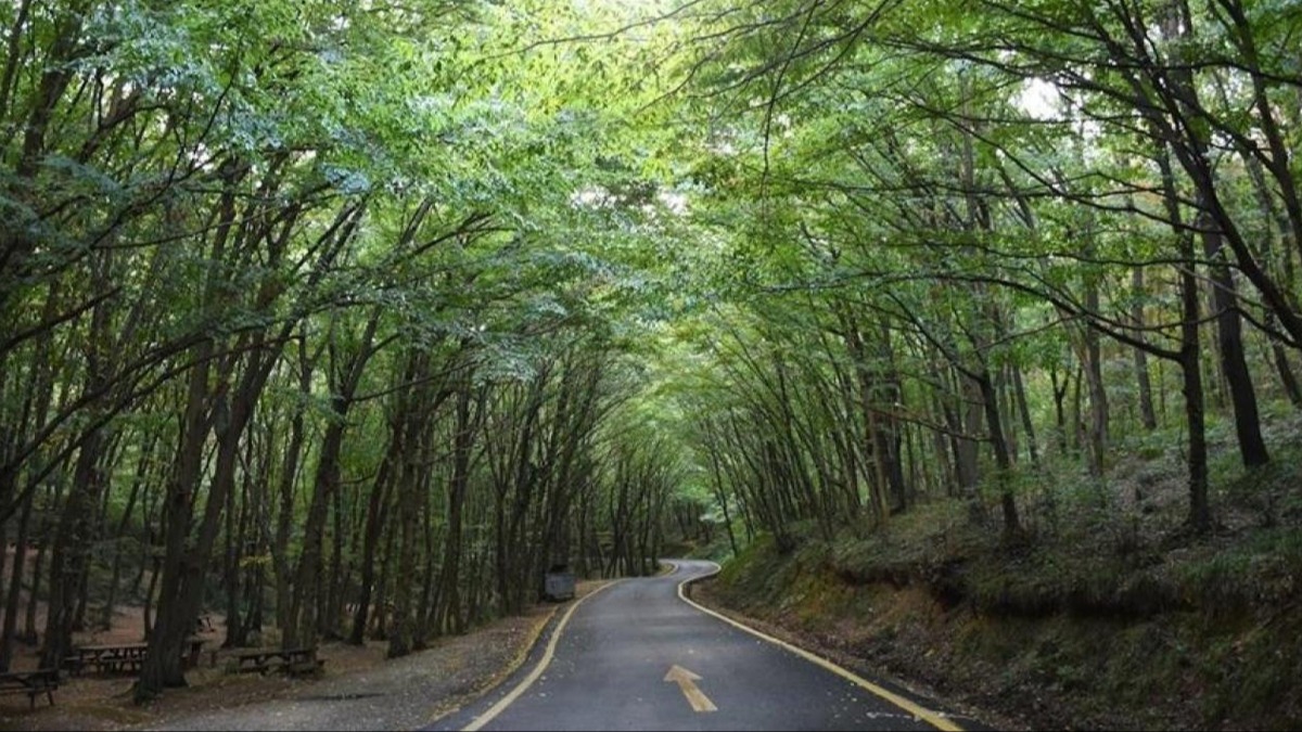 �stanbul Valili�i duyurdu: Ormanl�k alanlara giri�lere k�s�tlama