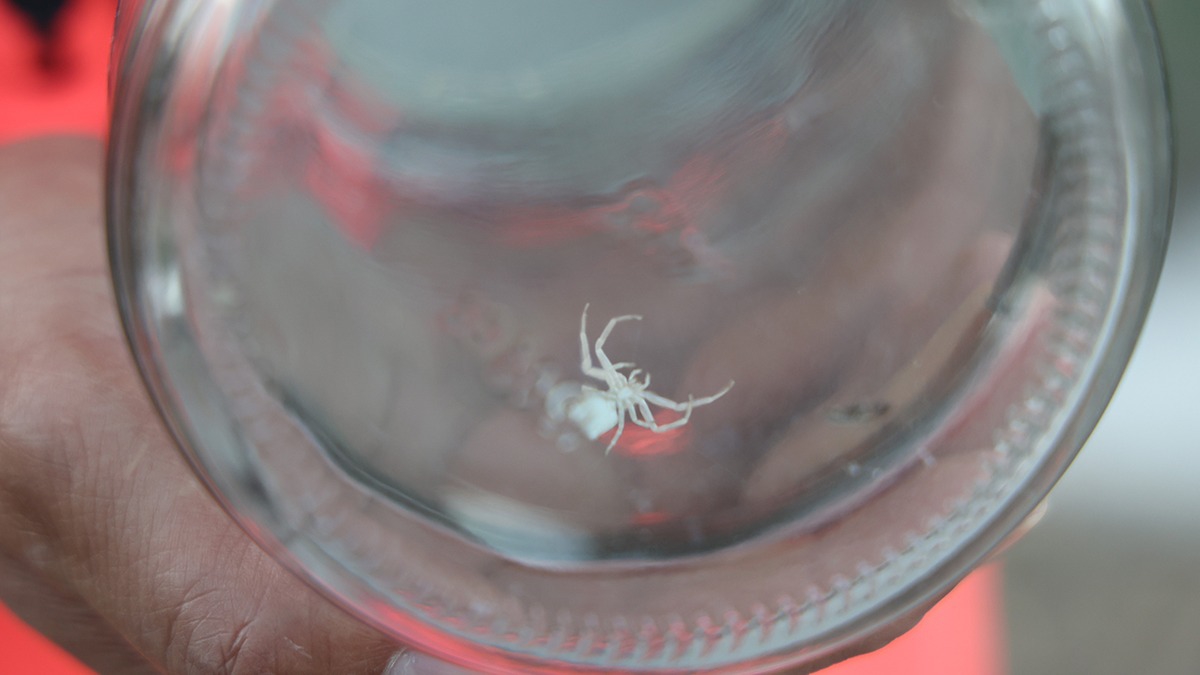 '�nsan y�zl� �r�mce�i' kavanozda besliyor 