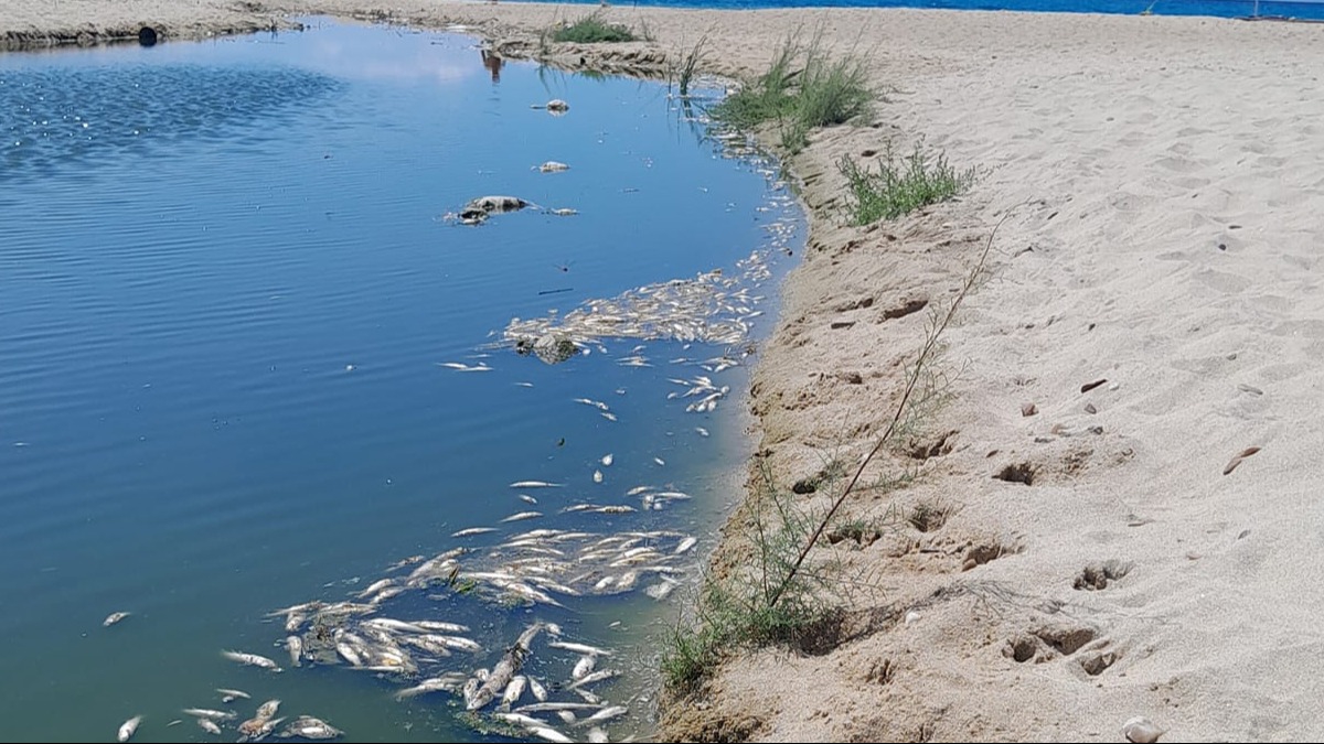 Edirne'de oksijen azalmas� nedeniyle bal�k �l�mleri meydana geldi