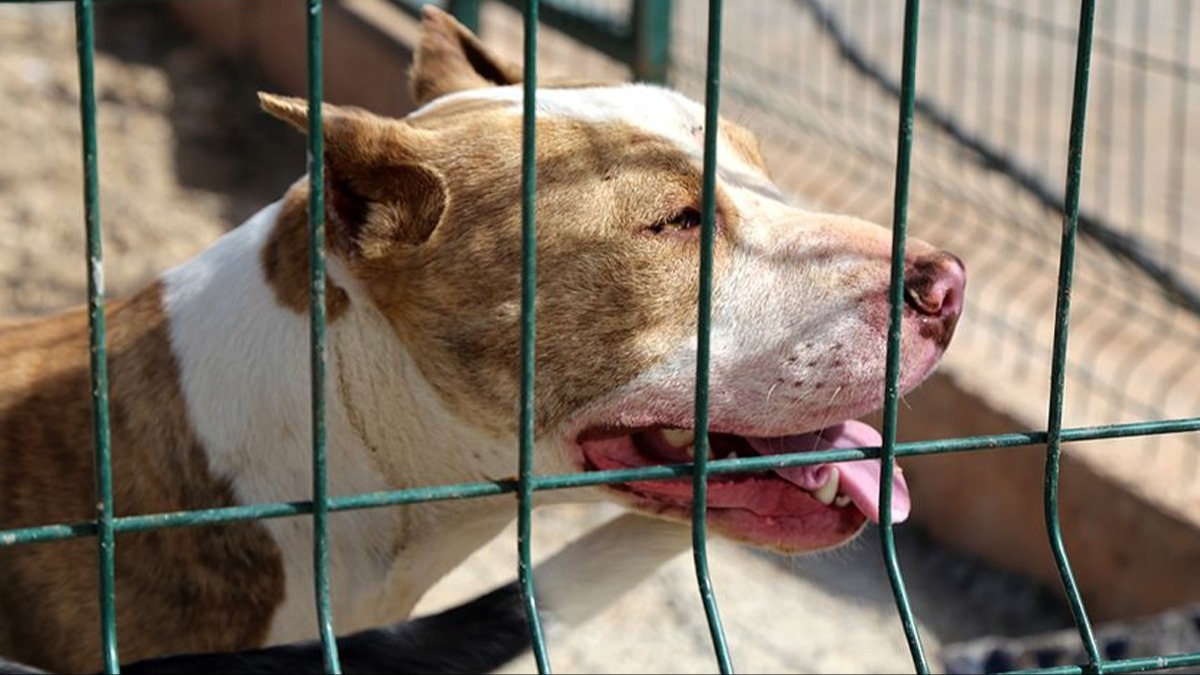 ABD'de pitbull sald�r�s�na u�rayan ki�i feci �ekilde can verdi